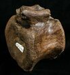Edmontosaurus Caudal Vertebrae - Great Preservation #5881-4